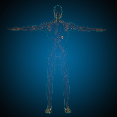 人体淋巴结解剖用于医学概念3D渲染