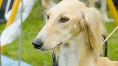这是一只棕色的腊肠犬