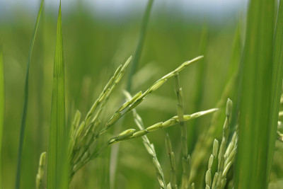 Ricefield