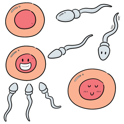 sperm and egg