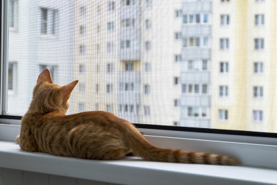 小猫在窗台上用防蚊防猫网
