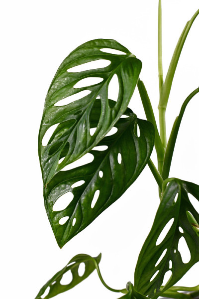 热带“Monstera Adansonii”或瑞士奶酪葡萄房植株的叶子，孤立在白色背景上
