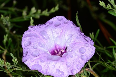 露珠浸透的牵牛花和黑甲虫