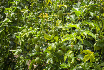 水果或水果作物gulupa(西番莲属植物)，通常被称为gulupa，在秘鲁的酊剂，西番莲在智利，或p