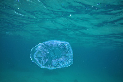 水母在表面