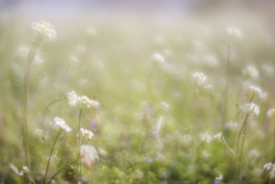 花的背景