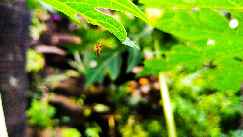 小昆虫在树叶间偷偷摸摸