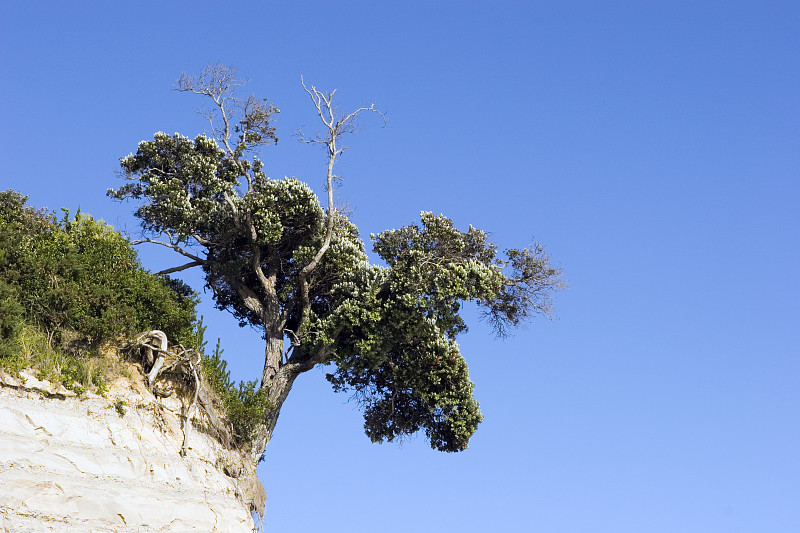 Pohutukawa