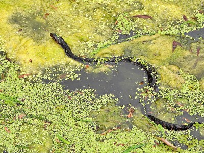 佛罗里达带状水蛇(Nerodia faciata pictiventris)在湿地中游泳