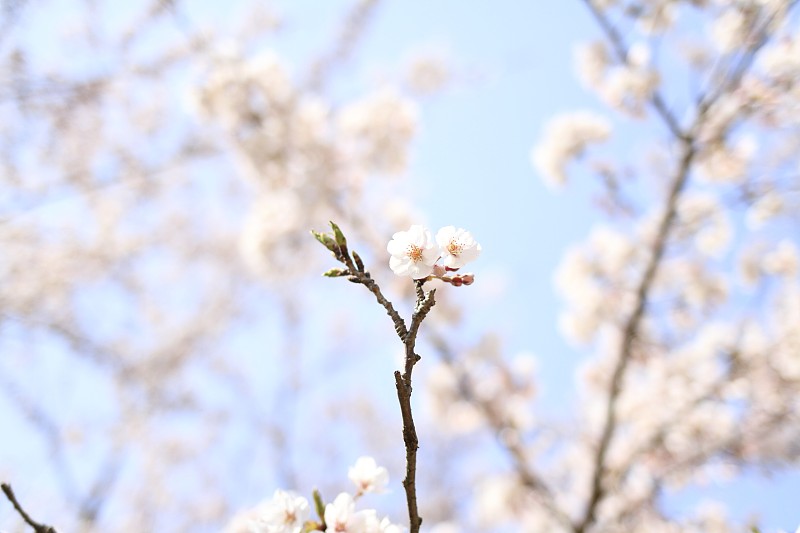 日本静冈县东伊豆稻雀高地的樱花