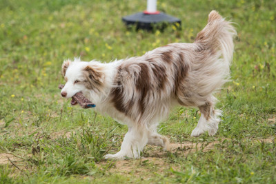 边境牧羊犬