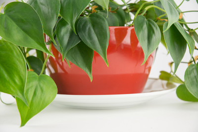 绿色室内植物