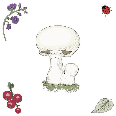 手绘的香菇