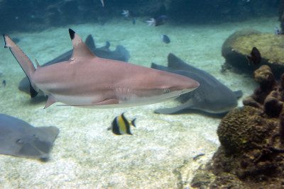 Shark3