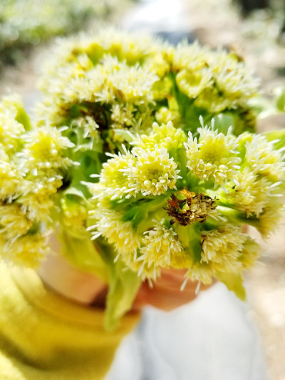 野生植物花束，款冬芽