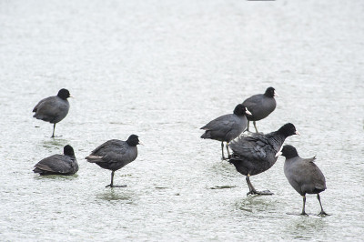 fulica
