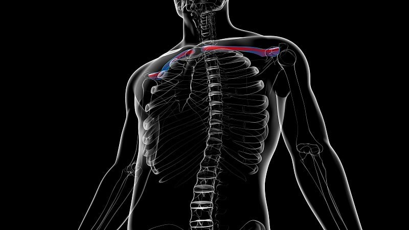 人类骨骼解剖锁骨3D渲染