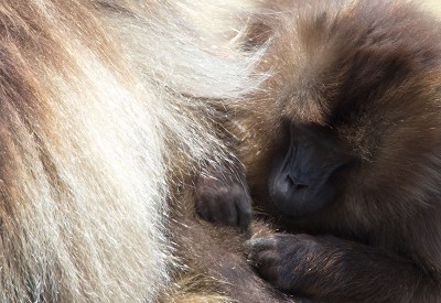 埃塞俄比亚塞米恩山脉，杰拉达猴(Theropithecus Gelada)梳理伙伴的特写照片。