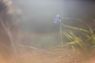 蓝铃花