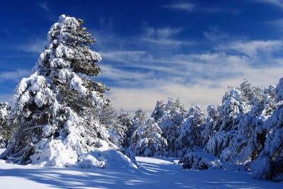 一幅美妙的年画——云杉，上面覆盖着厚厚的一层雪