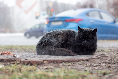 无家可归的黑猫在雪下睡觉