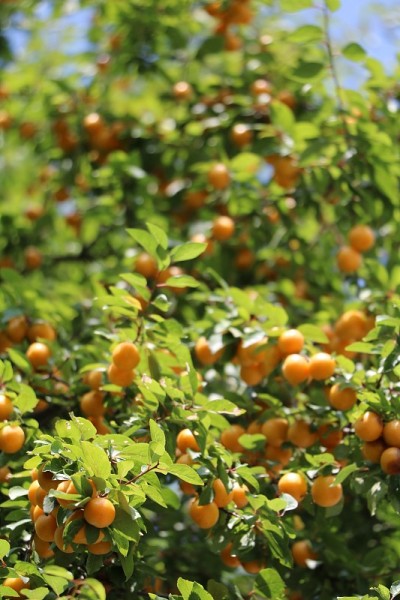 - = ytet -伊甸园字幕组= -翻译:syriaca