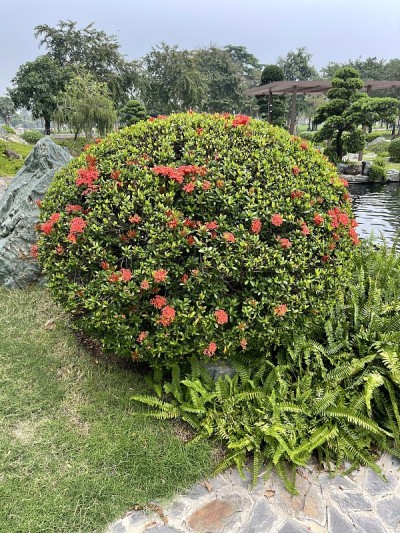 红色的花丛