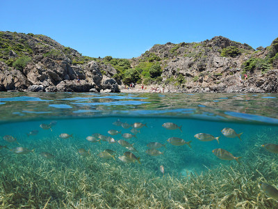 地中海岩石湾鱼类和海草