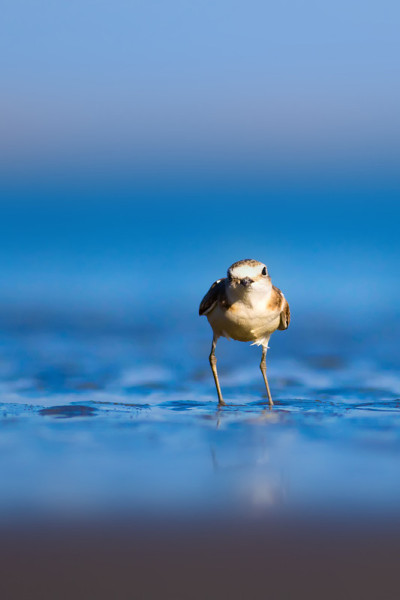 可爱的小水鸟。自然背景。常见的水鸟:肯特鸻。Charadrius alexandrinus。