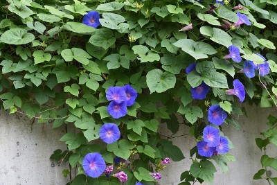 番石榴/海蓝牵牛花