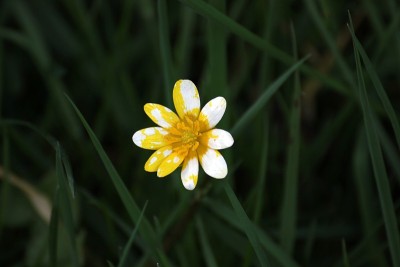 白屈菜