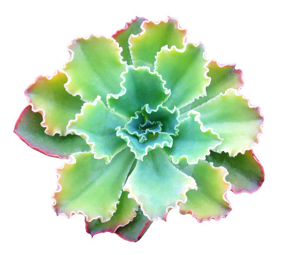 多汁的孤立