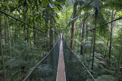 canopy walk国家公园