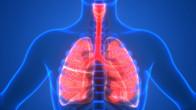 人体呼吸系统肺与肺泡解剖