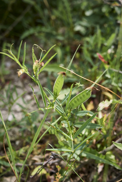 野豌豆属bithynica