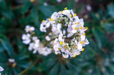 近距离俯瞰白色的“Oncidium sotoanum”跳舞的女士兰花花与黄色的雌蕊在深绿色的背景