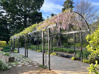 紫藤架覆盖在阳光和天空的风景花园