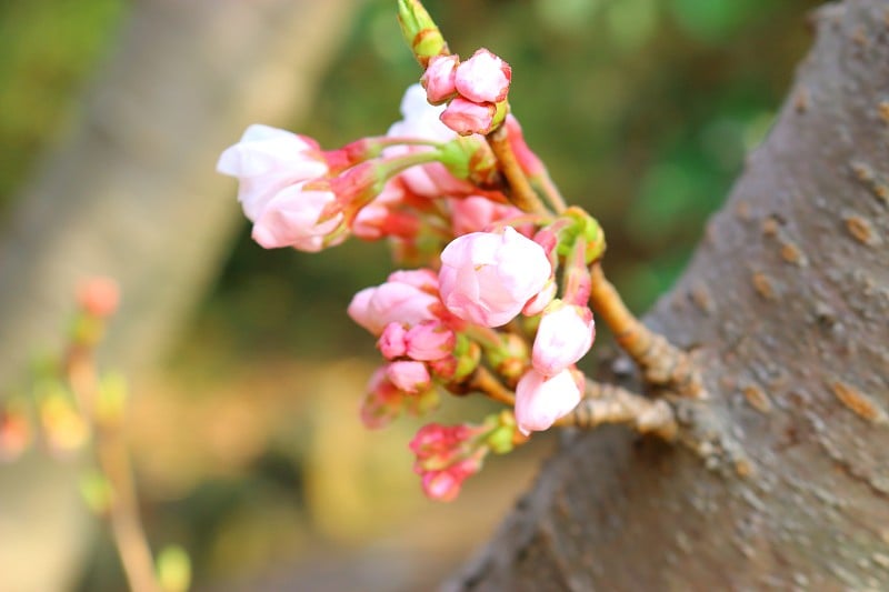 樱花，春天，花，