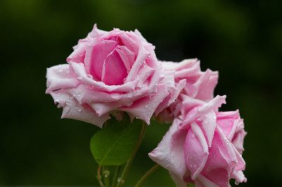 rosa La France带着雨滴