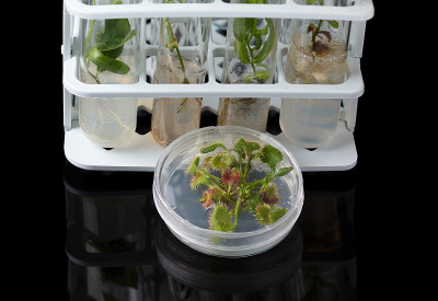 离体培养植物