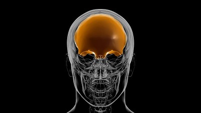 人体骨骼颅骨额骨解剖医学概念3D