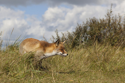 你们;红狐狸;vulpes vulpes