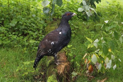 西方capercaillie (Tetrao urogallus)，也被称为欧亚capercaill