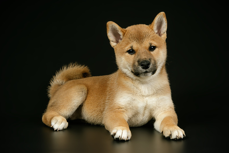 日本柴犬的彩色背景