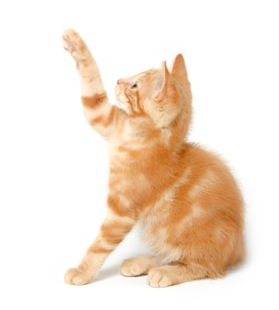 可爱的黄色的小猫