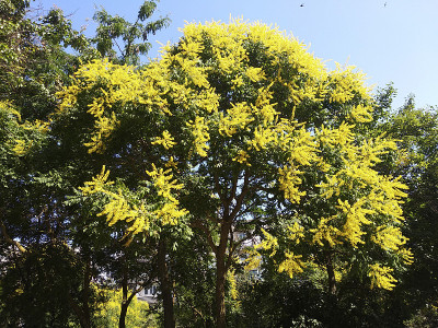 栾树开花了。