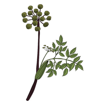 矢量画野芹菜