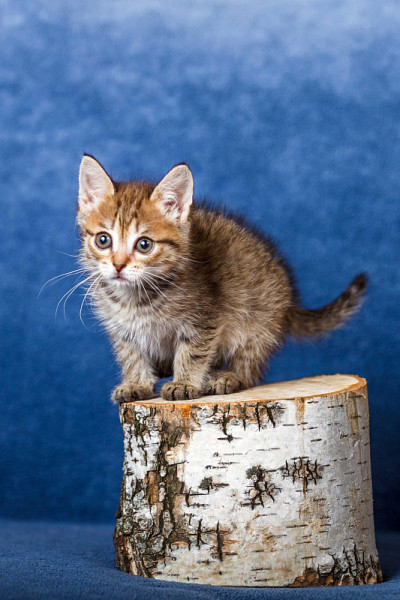 条纹的小猫