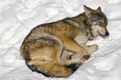 European Wolf, canis lupus, Adult Sleeping in Snow