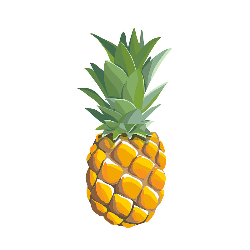 vector hand painted  Pineapple illustration isolat